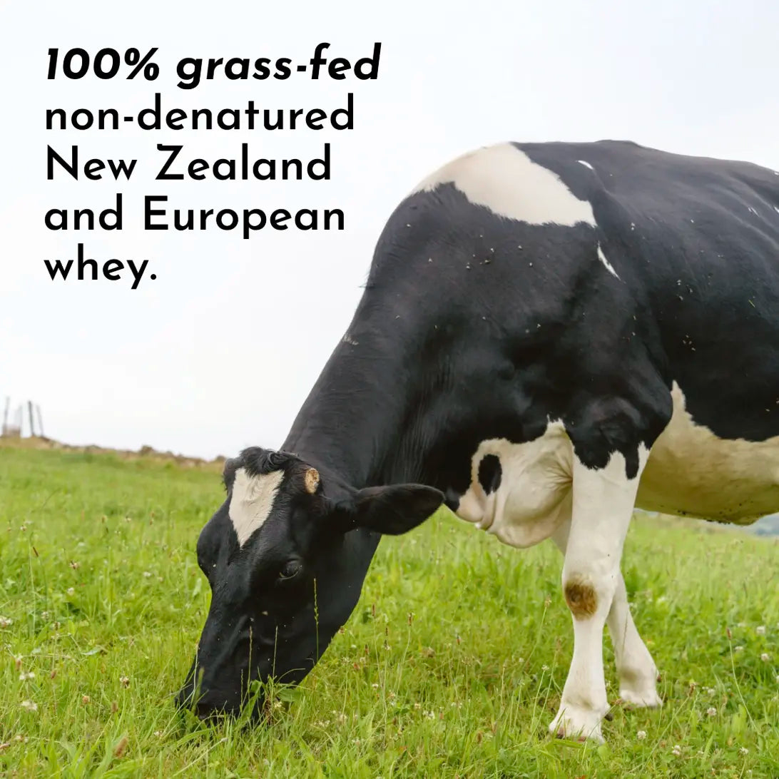 Chocolate Protein Powder - Individual Stick